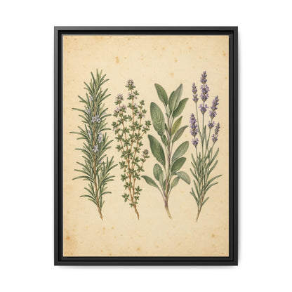 Herb Garden Study · Framed Canvas