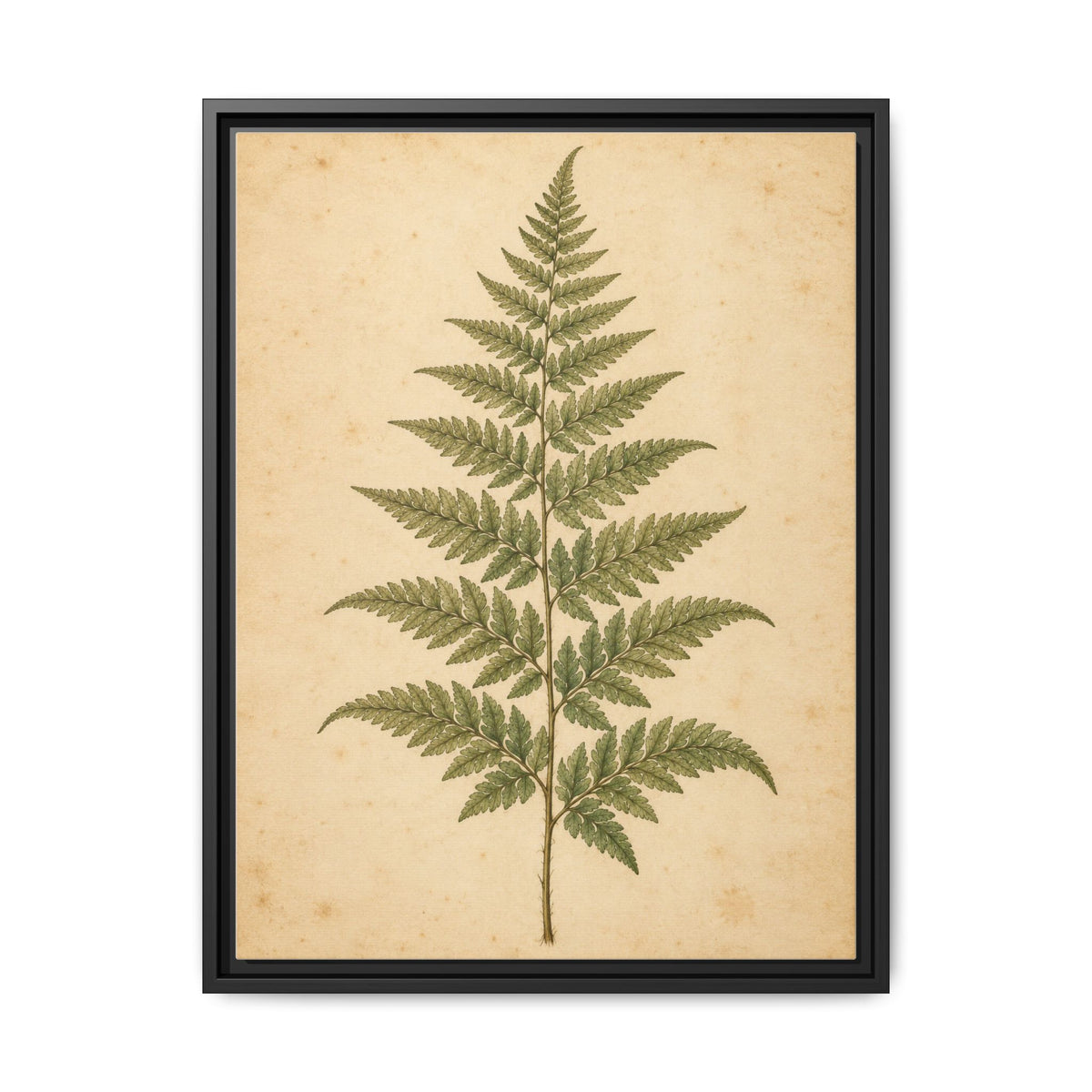 Fern Study · Framed Canvas
