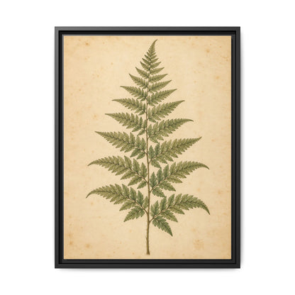 Fern Study · Framed Canvas