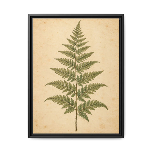 Fern Study · Framed Canvas