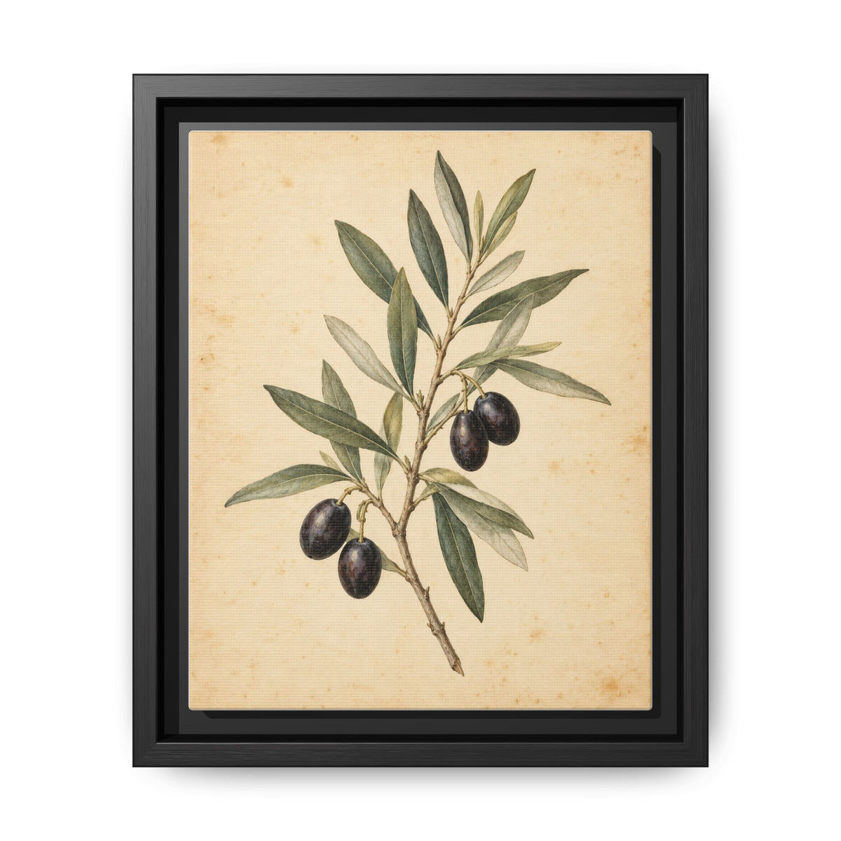 Olive Bough · Framed Canvas