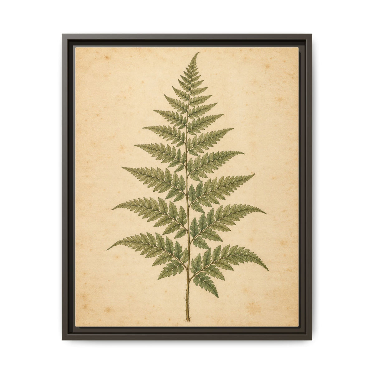 Fern Study · Framed Canvas
