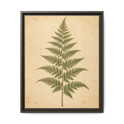 Fern Study · Framed Canvas