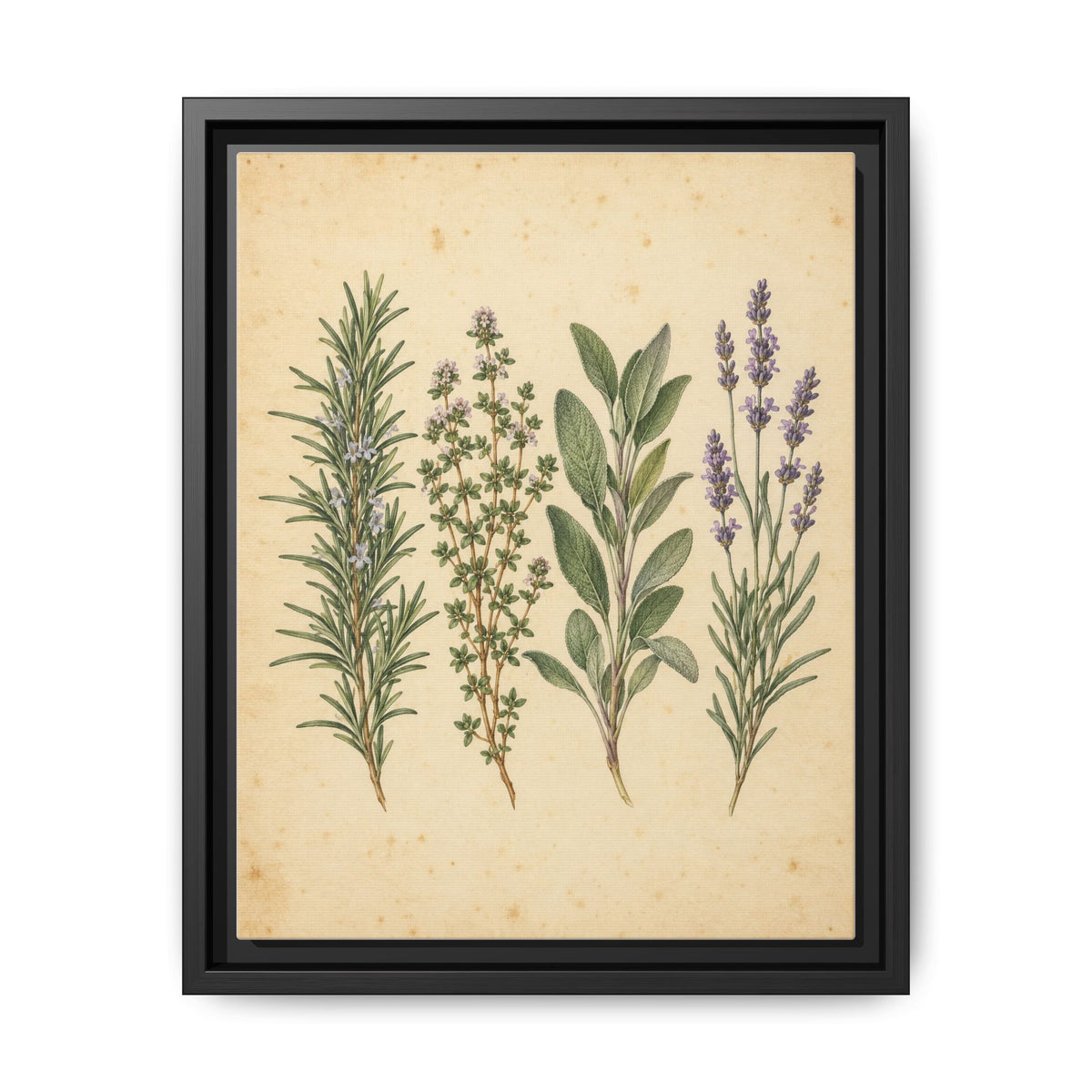 Herb Garden Study · Framed Canvas