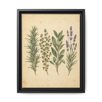 Herb Garden Study · Framed Canvas