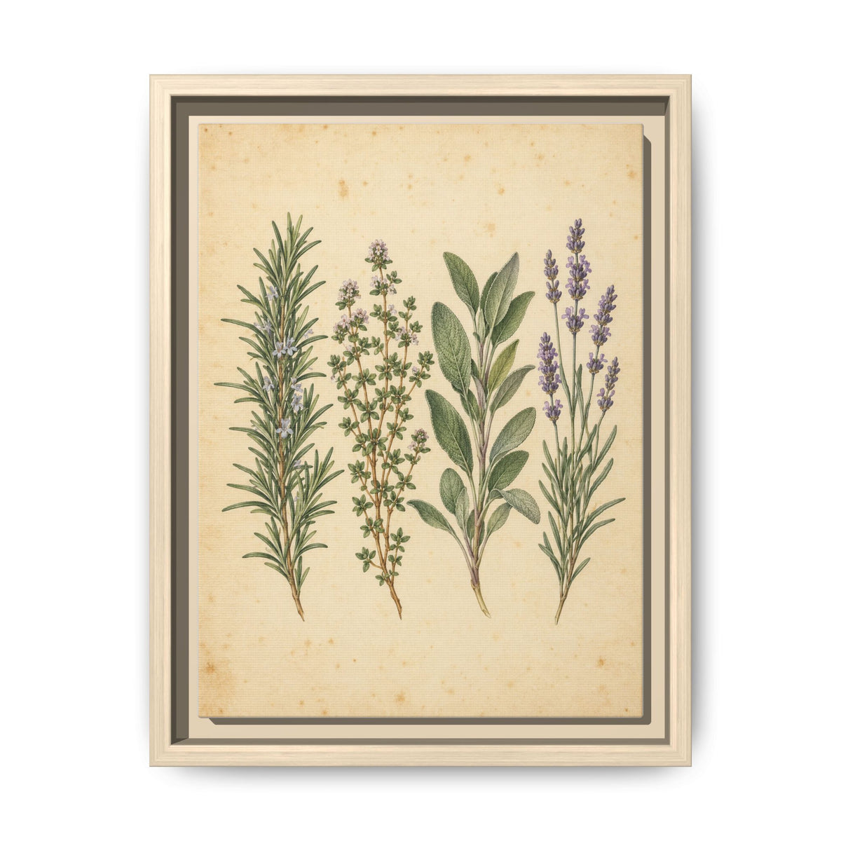 Herb Garden Study · Framed Canvas