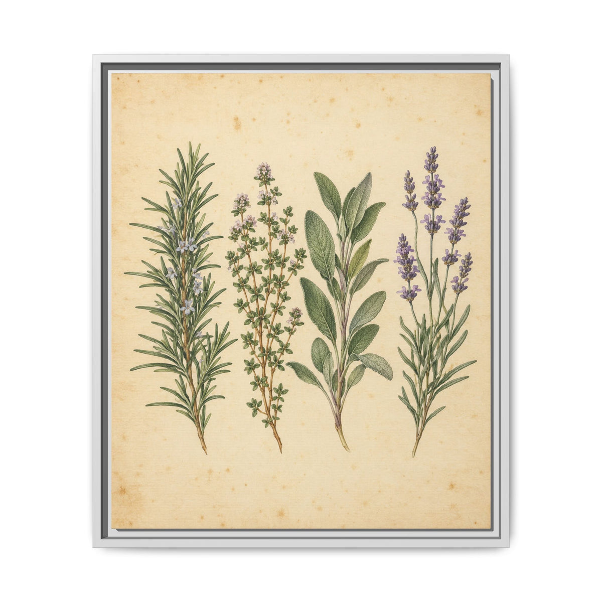 Herb Garden Study · Framed Canvas