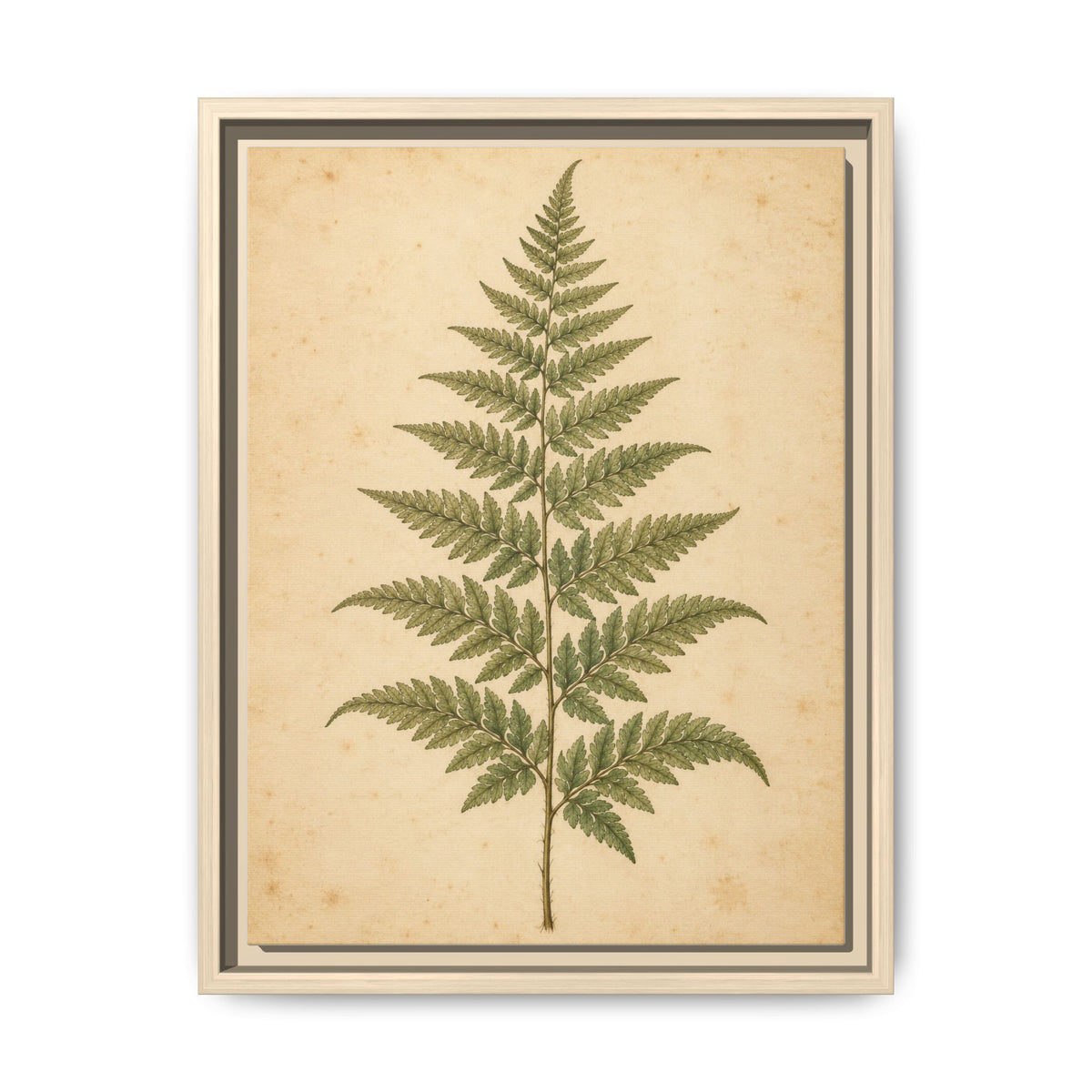 Fern Study · Framed Canvas