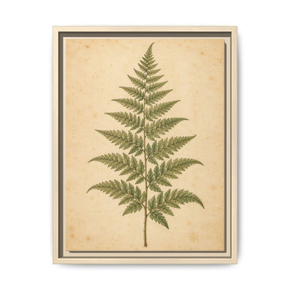 Fern Study · Framed Canvas