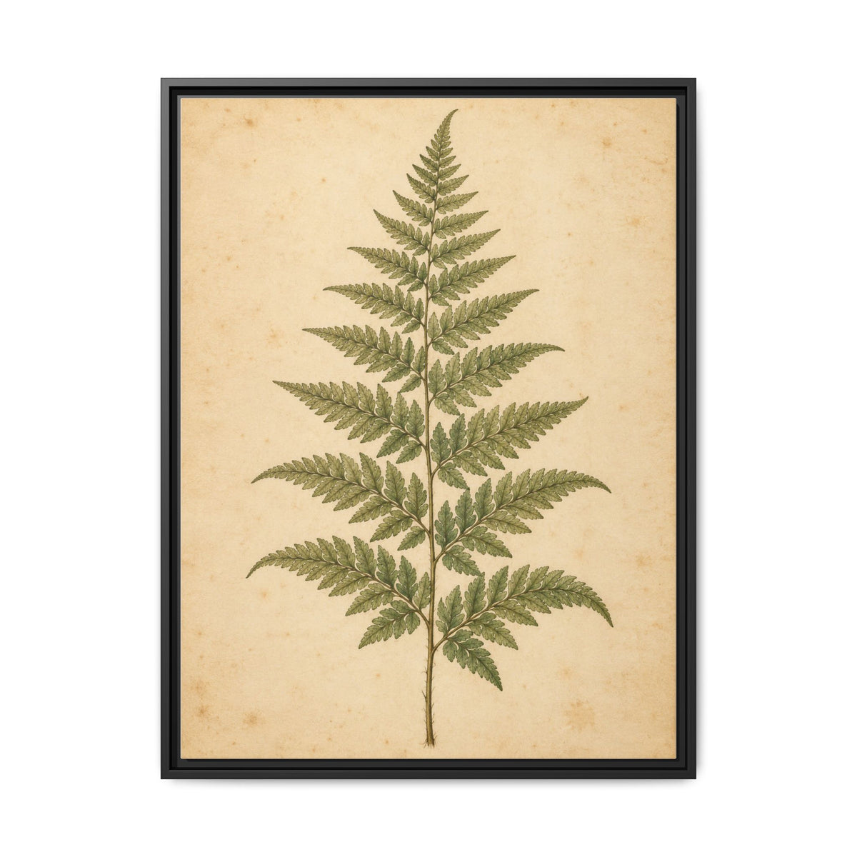 Fern Study · Framed Canvas