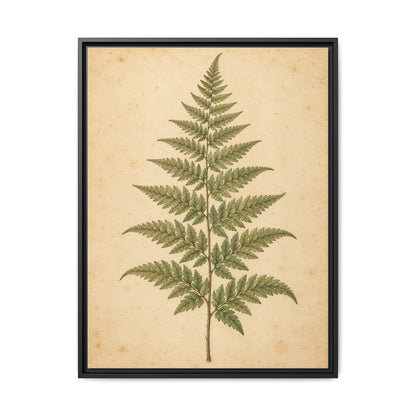 Fern Study · Framed Canvas