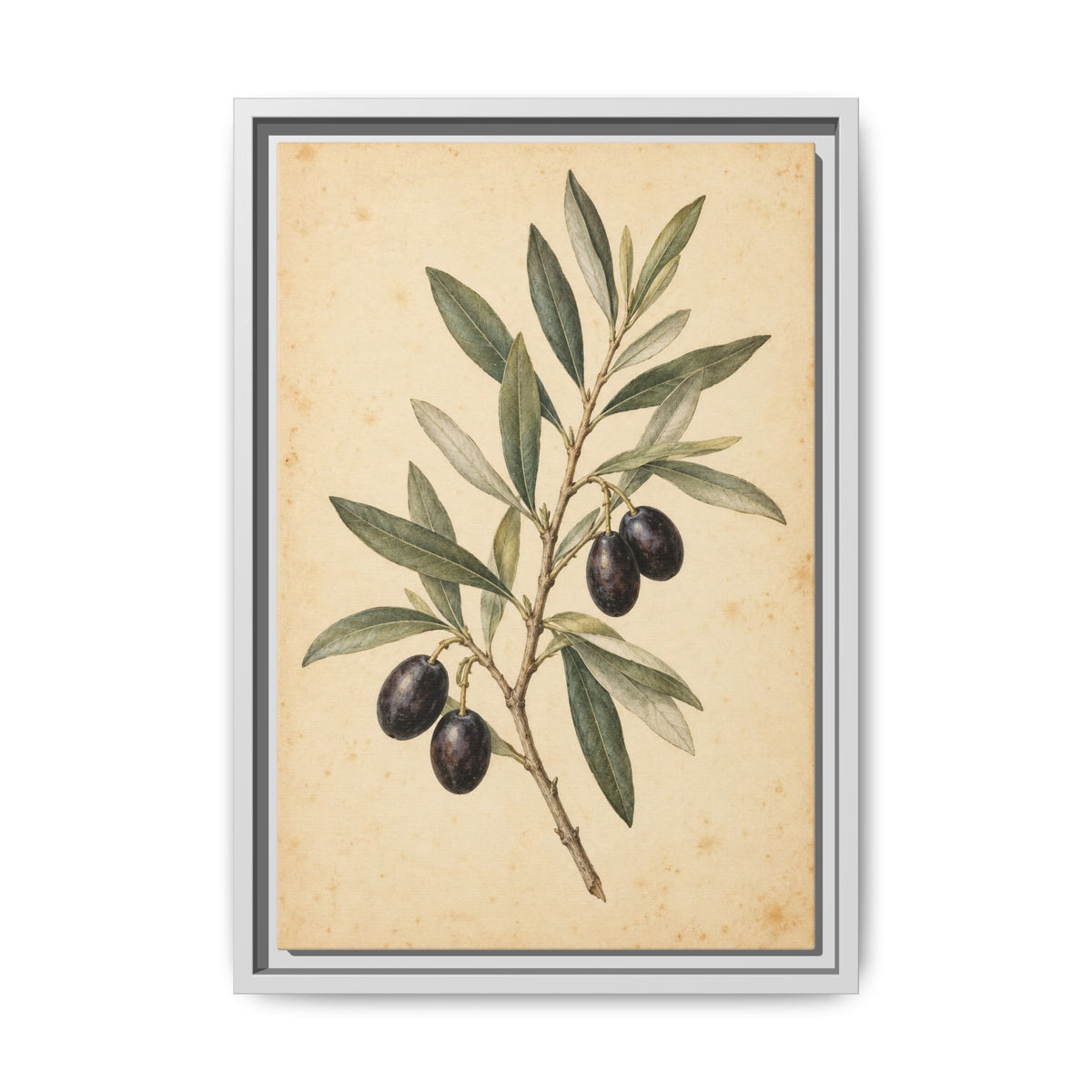 Olive Bough · Framed Canvas