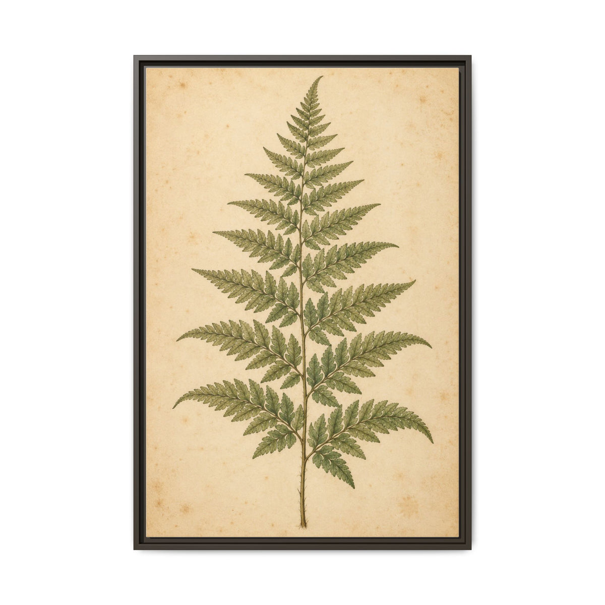 Fern Study · Framed Canvas