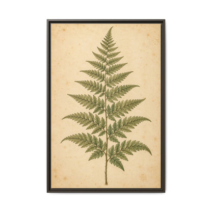 Fern Study · Framed Canvas