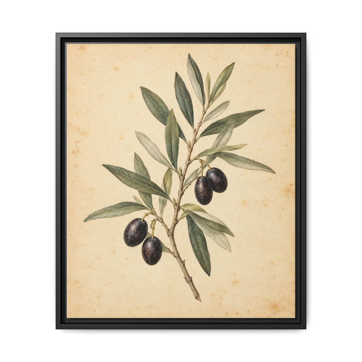 Olive Bough · Framed Canvas