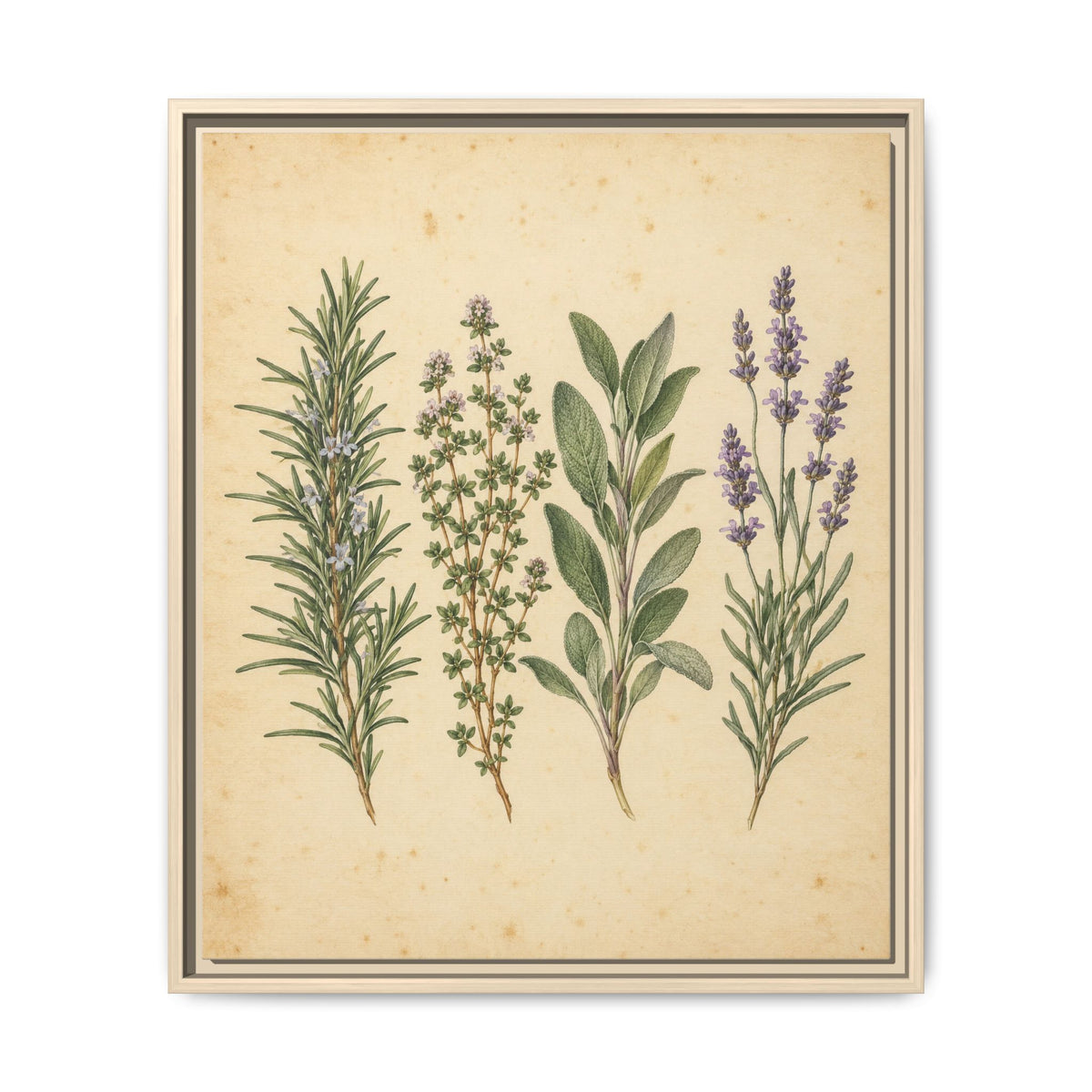 Herb Garden Study · Framed Canvas