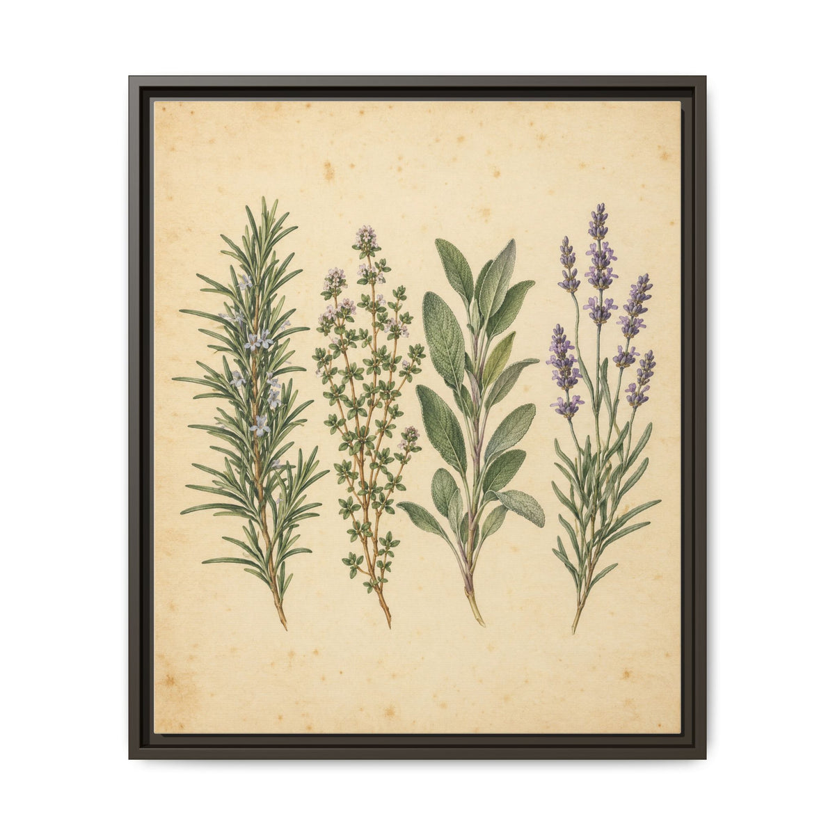 Herb Garden Study · Framed Canvas