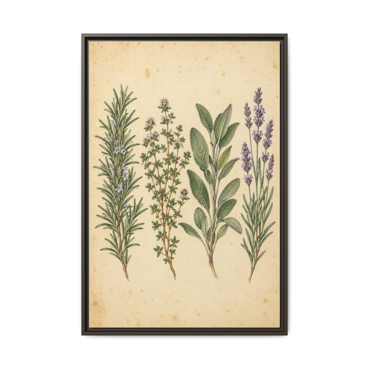 Herb Garden Study · Framed Canvas