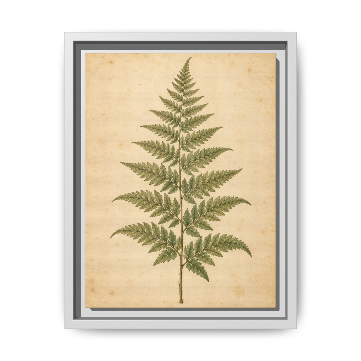 Fern Study · Framed Canvas