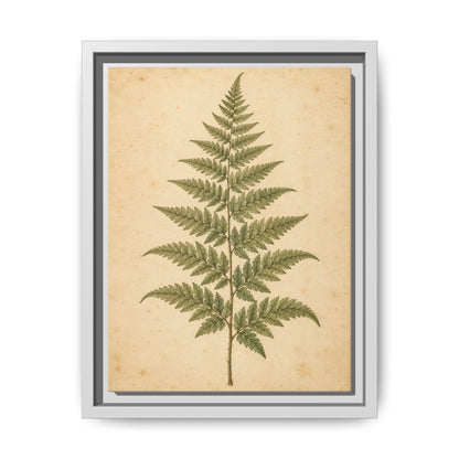 Fern Study · Framed Canvas