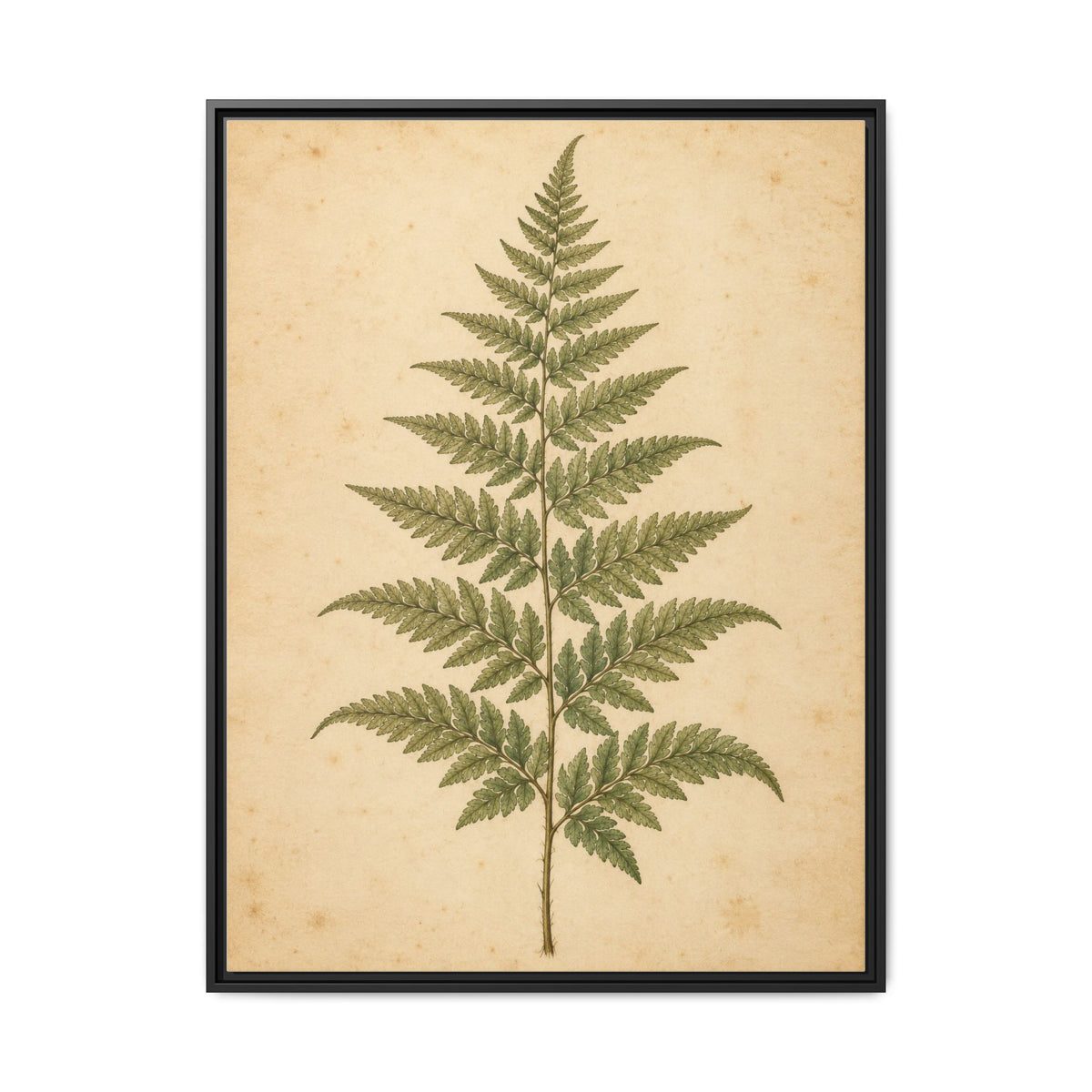 Fern Study · Framed Canvas