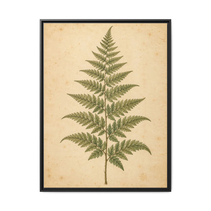 Fern Study · Framed Canvas