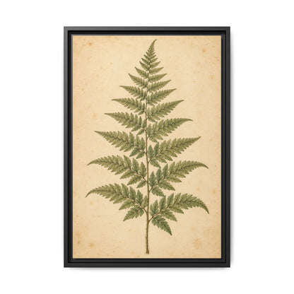 Fern Study · Framed Canvas