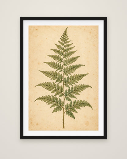 Fern Study by Clementine Hale, Museum Edition framed fine art print in a black box frame with a snow white mount