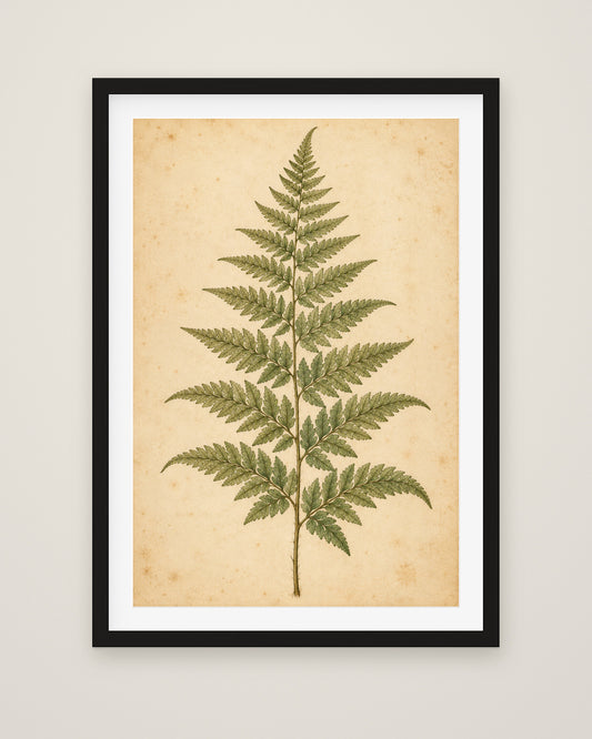 Fern Study by Clementine Hale, Museum Edition framed fine art print in a black box frame with a snow white mount