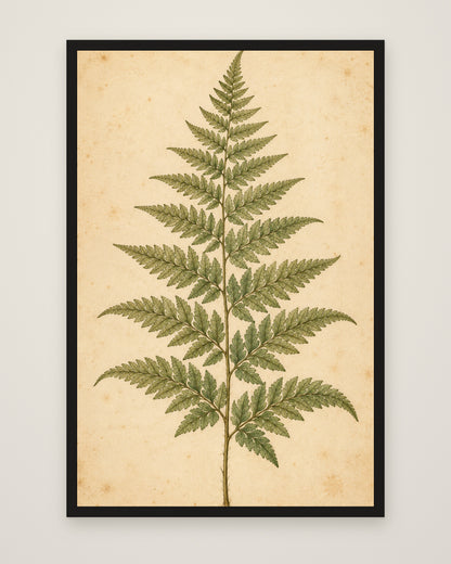 Fern Study by Clementine Hale, Museum Edition framed edge to edge in a black box frame, 60 × 90 cm and 80 × 120 cm