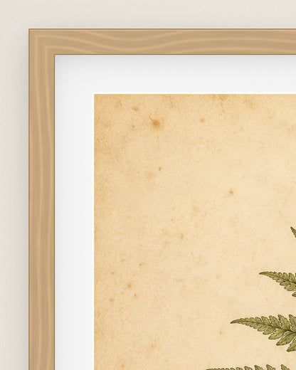 Fern Study Museum Edition, close up of the box frame, bevelled mount and Hahnemühle Photo Rag paper