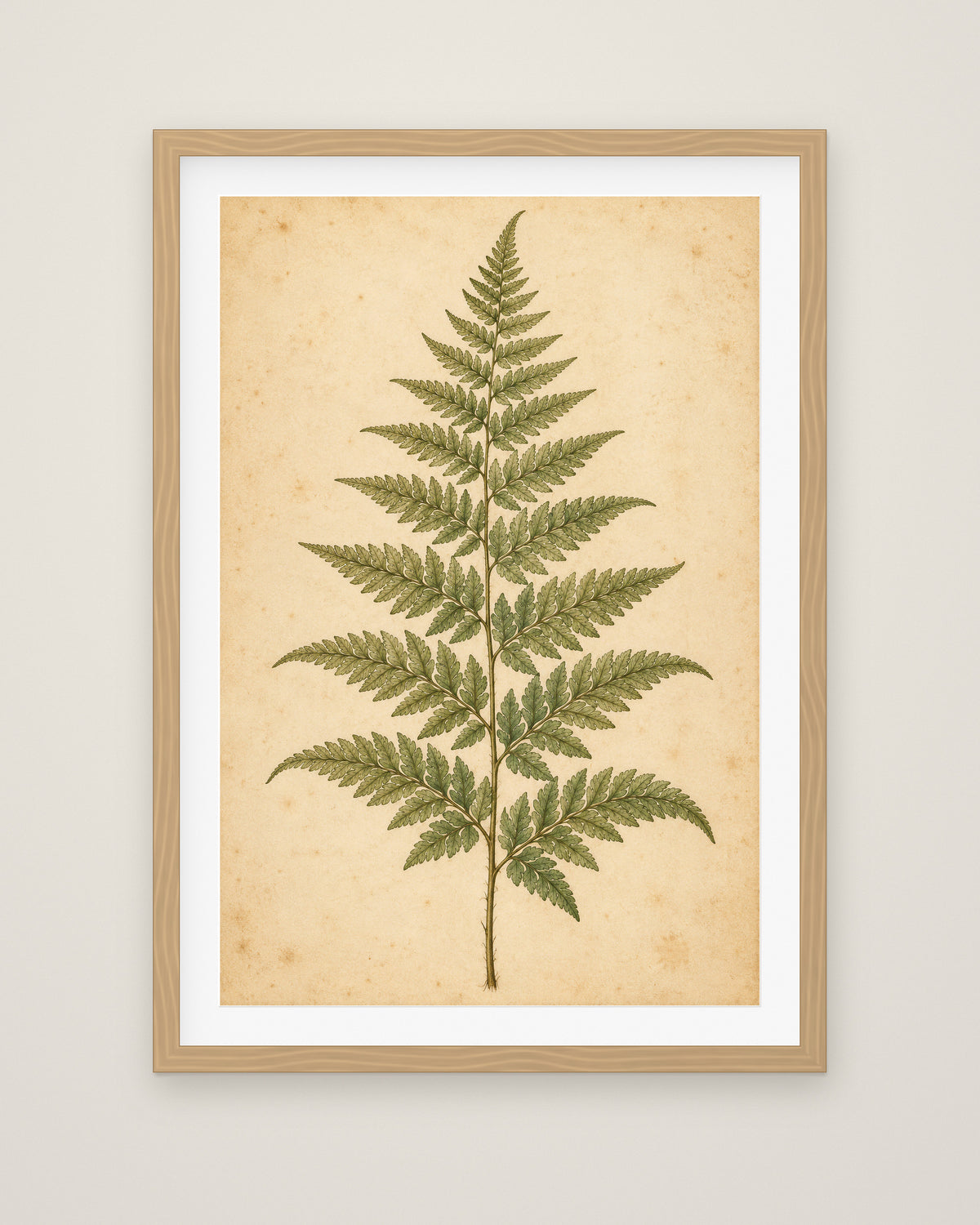 Fern Study by Clementine Hale, Museum Edition framed fine art print in a natural box frame with a snow white mount