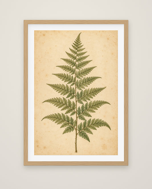 Fern Study by Clementine Hale, Museum Edition framed fine art print in a natural box frame with a snow white mount