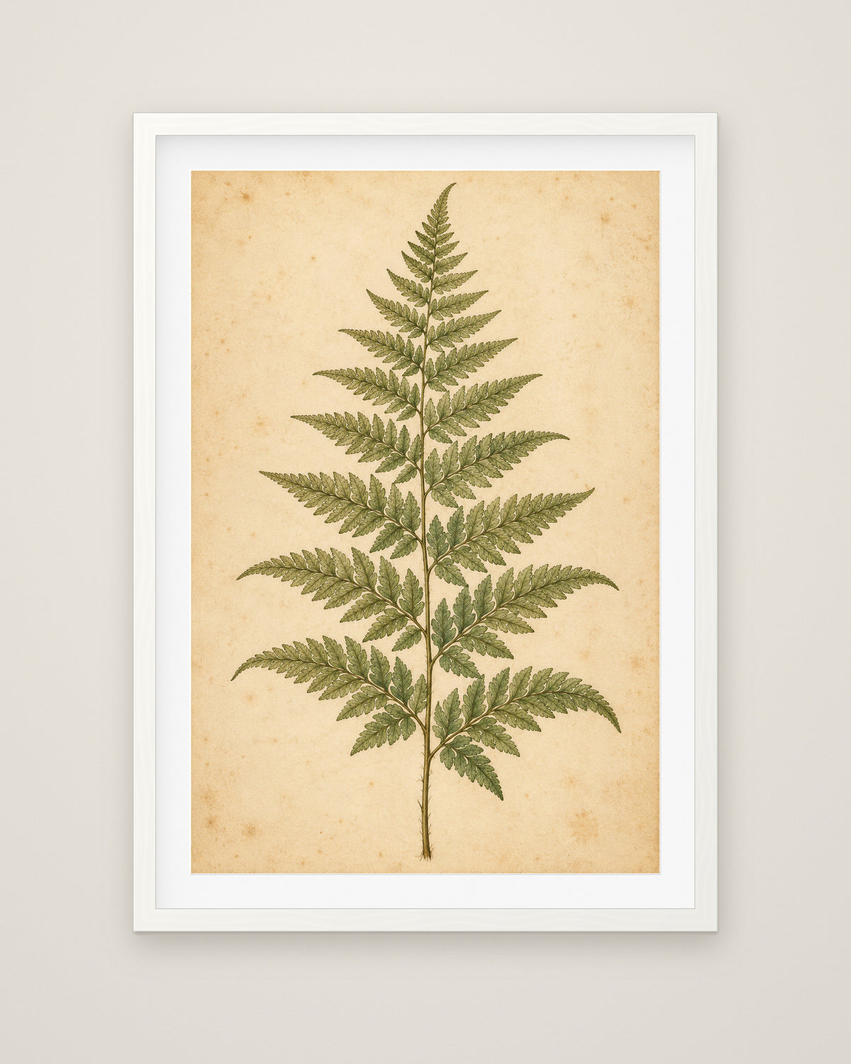 Fern Study by Clementine Hale, Museum Edition framed fine art print in a white box frame with a snow white mount