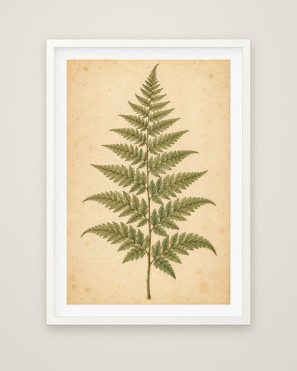 Fern Study by Clementine Hale, Museum Edition framed fine art print in a white box frame with a snow white mount