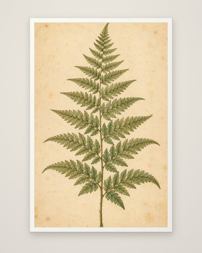 Fern Study by Clementine Hale, Museum Edition framed edge to edge in a white box frame, 60 × 90 cm and 80 × 120 cm