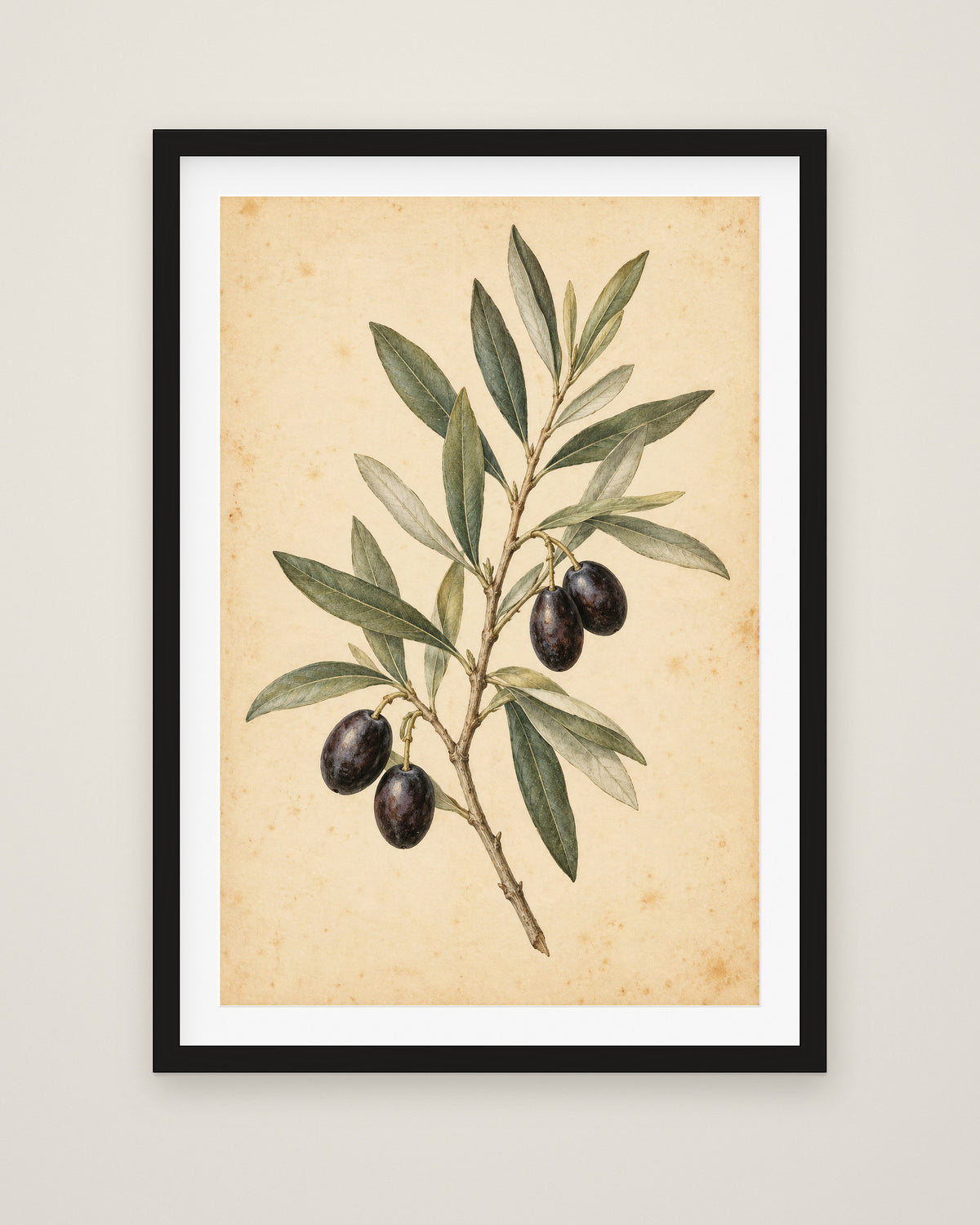 Olive Bough by Clementine Hale, Museum Edition framed fine art print in a black box frame with a snow white mount