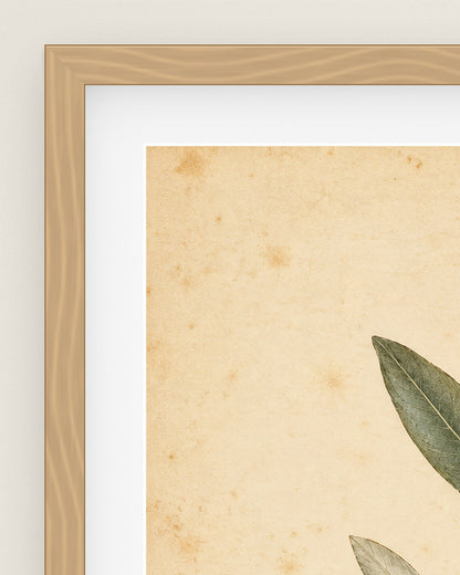 Olive Bough Museum Edition, close up of the box frame, bevelled mount and Hahnemühle Photo Rag paper