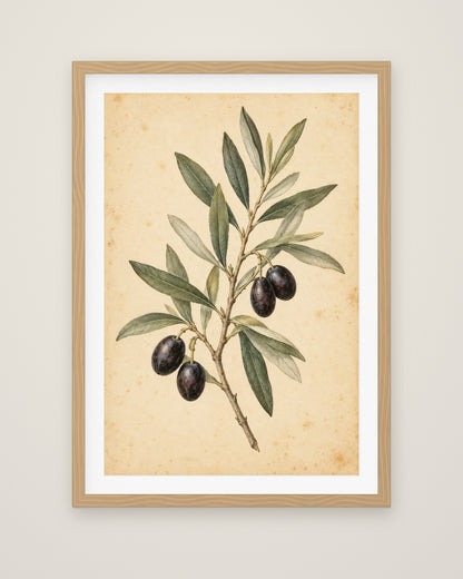 Olive Bough by Clementine Hale, Museum Edition framed fine art print in a natural box frame with a snow white mount