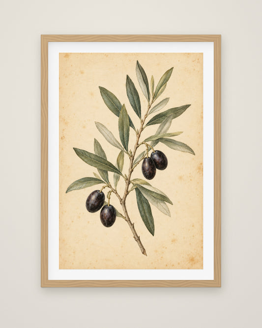 Olive Bough by Clementine Hale, Museum Edition framed fine art print in a natural box frame with a snow white mount
