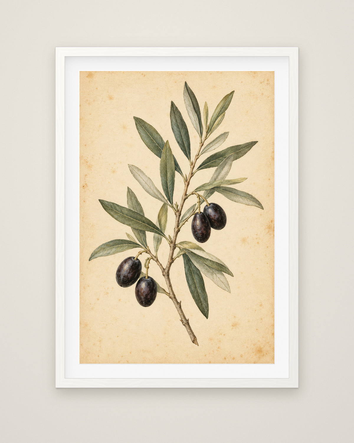 Olive Bough by Clementine Hale, Museum Edition framed fine art print in a white box frame with a snow white mount