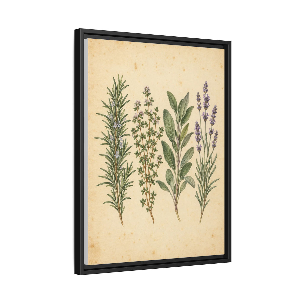 Herb Garden Study framed canvas side view