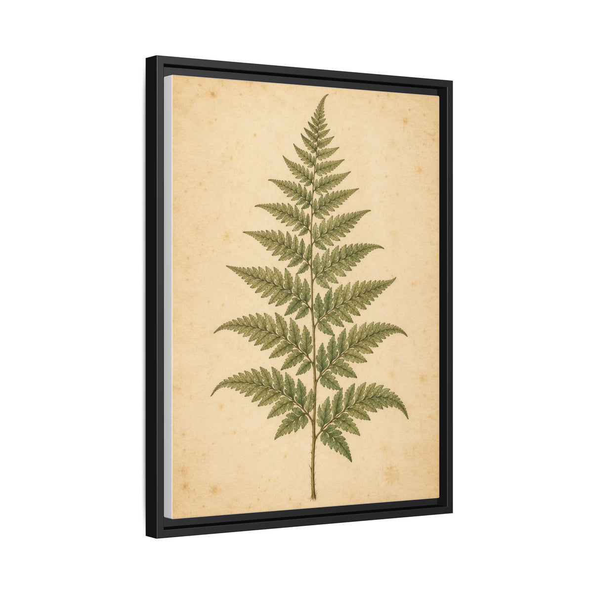 Fern Study framed canvas side view